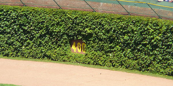 Ivy covered walls of Wrigley Field